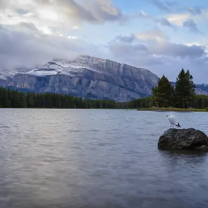 Banff National Park Mount Rundle in sunrise
