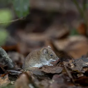 The bank vole (Myodes glareolus) rarely eats directly at the feeding site