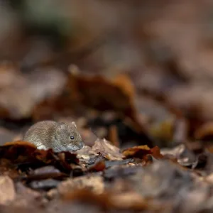 The bank vole (Myodes glareolus) with its reddish-brown fur is well camouflaged among the orange beech leaves