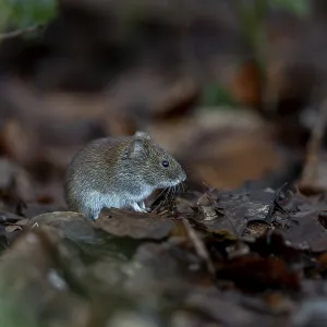 The bank vole (Myodes glareolus) waits motionless in the same place for a few seconds before scurrying off to feed