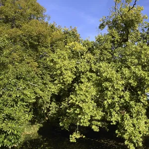 The banks of the Seugne river, Lush green trees under a clear blue sky illuminated by sunlight in France The banks of the Seugne river, Lush green trees under a clear blue sky illuminated by sunlight in France