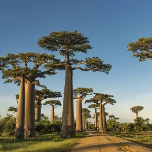 Baobab Avenue (Adansonia grandidieri) in West Madagascar Baobab Avenue (Adansonia grandidieri) in West Madagascar