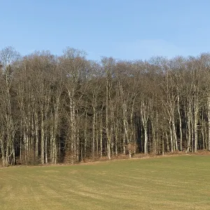 Bare beech forest in winter on a sunny day with neighbouring meadow