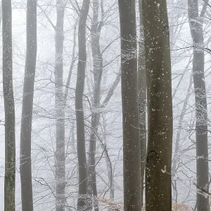 Bare tree trunks stand close together in a foggy winter forest Bare tree trunks stand close together in a foggy winter forest