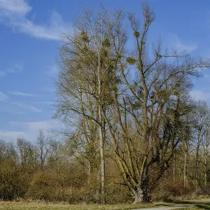 Bare trees under a bright blue sky at the edge of a path