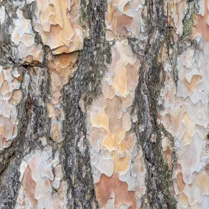 Bark texture background Scots pine horizontal image