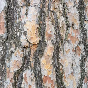 Bark texture background Scots pine vertical image