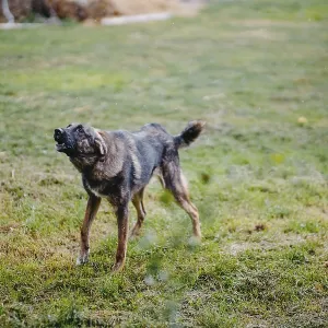 A barking dog stands on a grassy field outdoors A barking dog stands on a grassy field outdoors