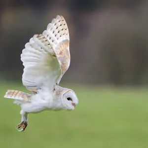 Barn owl flying, Tyto Alba, Barn owl flying