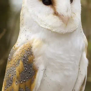 Barn Owl (Tyto alba) closeup Barn Owl (Tyto alba) closeup