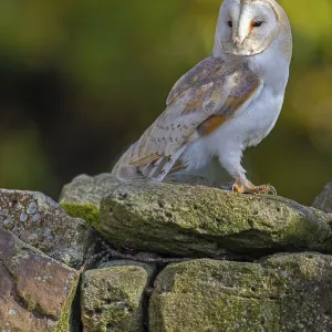 Barn owl (Tyto alba) in the evening light Barn owl (Tyto alba) in the evening light