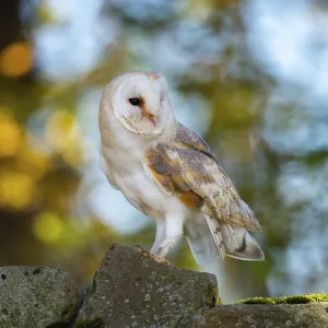 Barn owl (Tyto alba) in the evening light Barn owl (Tyto alba) in the evening light