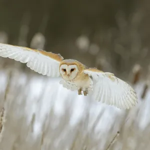Barn Owl (Tyto alba) in flight Barn Owl (Tyto alba) in flight