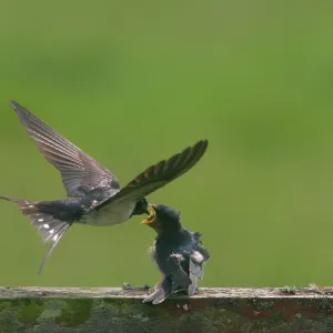 Barn swallow (Hirundo rustica) feeding fledglings