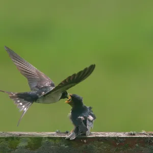 Barn Swallow (Hirundo rustica) Print - Fledgling Feeding Barn Swallow (Hirundo rustica) Print - Fledgling Feeding