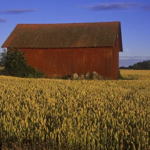 Barn in wheat field and moon, Sweden