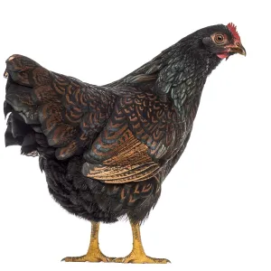 Barnevelder double-laced Hen isolated on white Barnevelder double-laced Hen isolated on white