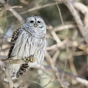 Barred owl (Strix varia) perched on a dead tree and watching