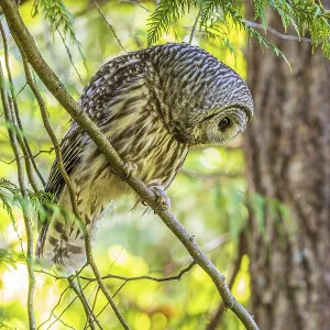 A Barred Owl (Strix varia) searches for prey from a tree in the forest A Barred Owl (Strix varia) searches for prey from a tree in the forest