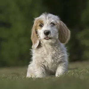 Basset griffon vendeen (Canis lupus familiaris) pup in garden
