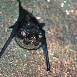 Bat, Amazon region near Iquitos Bat, Amazon region near Iquitos