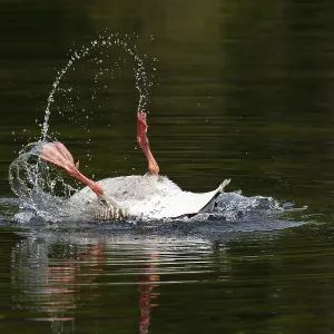 Bathing Greylag Goose (Anser anser) splashing with water Bathing Greylag Goose (Anser anser) splashing with water