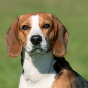 Beagle Beagle