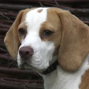 Beagle Beagle