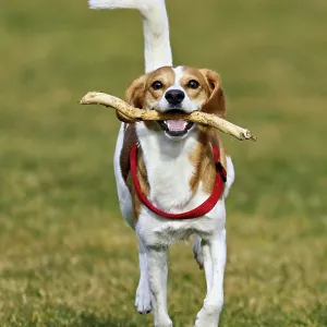 Beagle with branch in mouth jumps across meadow