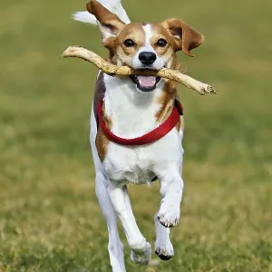 Beagle with branch in mouth jumps across meadow