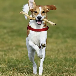 Beagle with branch in mouth jumps across meadow