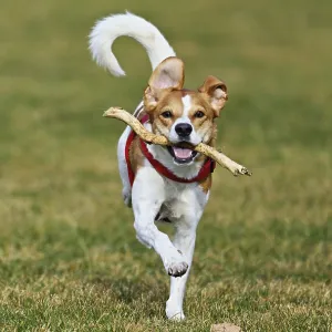 Beagle with branch in mouth jumps across meadow