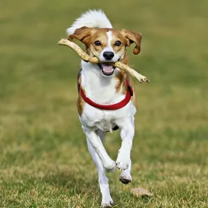Beagle with branch in mouth jumps across meadow