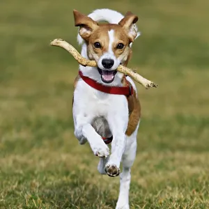 Beagle with branch in mouth jumps across meadow