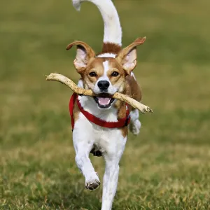 Beagle with branch in mouth jumps across meadow