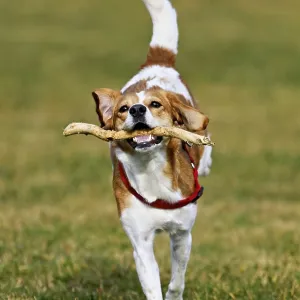 Beagle with branch in mouth jumps across meadow