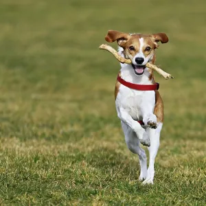 Beagle with branch in mouth jumps across meadow