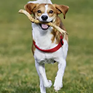 Beagle with branch in mouth jumps across meadow