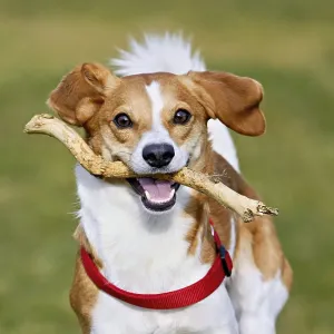 Beagle with branch in mouth jumps across meadow