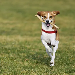 Beagle with branch in mouth jumps across meadow
