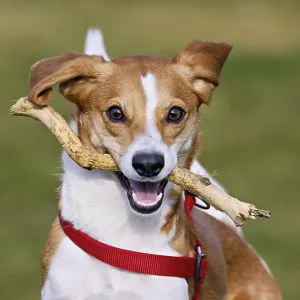 Beagle with branch in mouth jumps across meadow