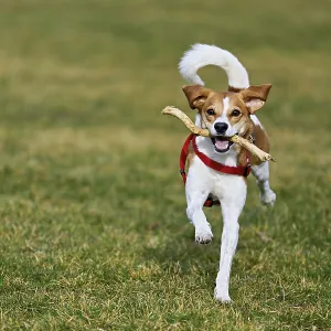 Beagle with branch in mouth jumps across meadow