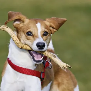 Beagle with branch in mouth jumps across meadow