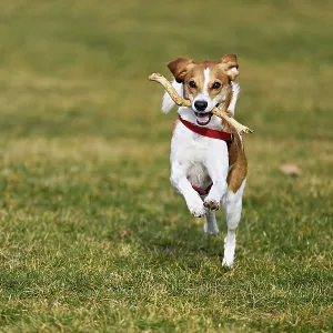 Beagle with branch in mouth jumps across meadow