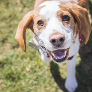 Beagle dog on lawn looking at camera while walking Beagle dog on lawn looking at camera while walking