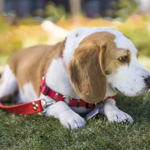 Beagle dog resting on lawn while wearing a red harness Beagle dog resting on lawn while wearing a red harness