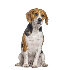 Beagle dog sitting against a white background Beagle dog sitting against a white background