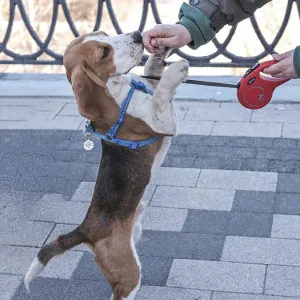 Beagle puppy - a hunting dog stands on its hind legs Beagle puppy - a hunting dog stands on its hind legs