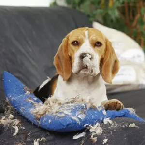 Beagle with torn cushion, naughty Beagle with torn cushion, naughty
