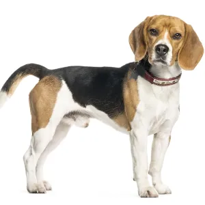 Beagle in front of white background